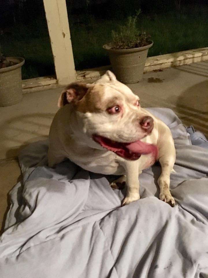 FOUND DOG