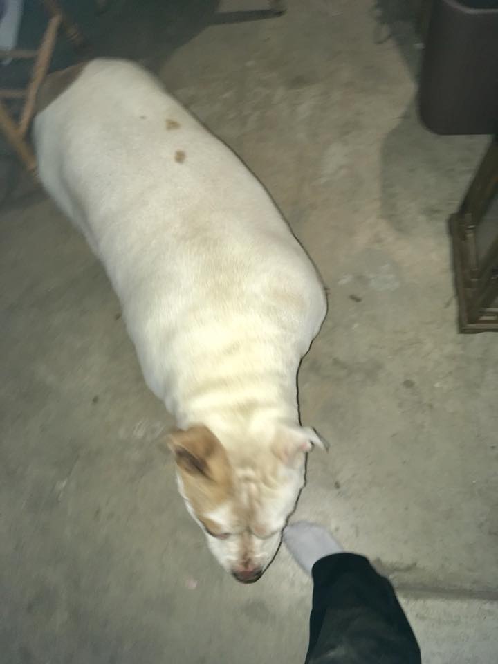 FOUND DOG