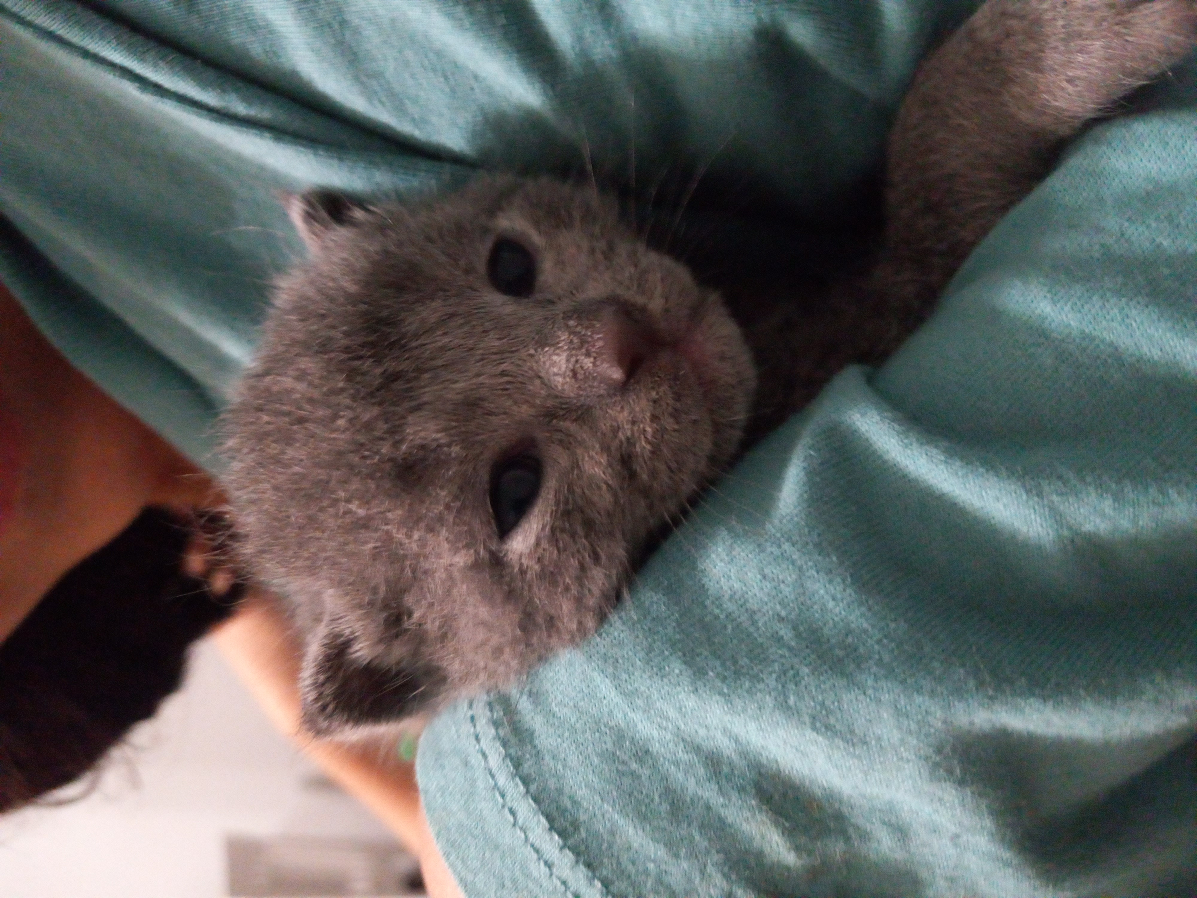Russian Blue Kittens