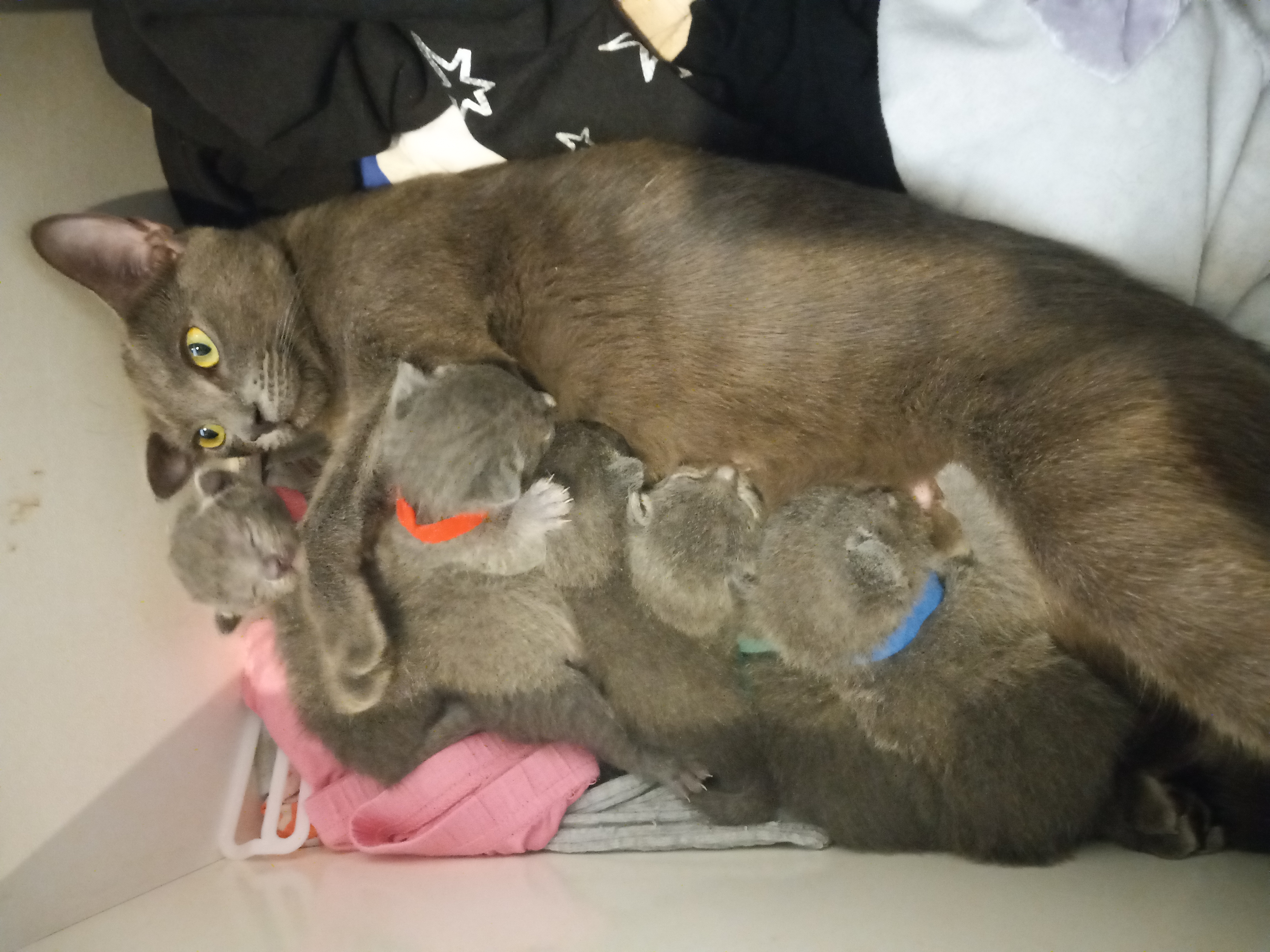 Russian Blue Kittens