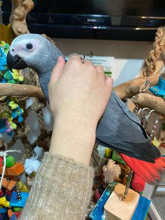 African Grey Parrot Birds For Sale