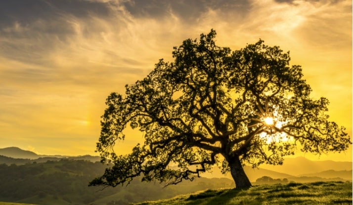 Golden State Urology