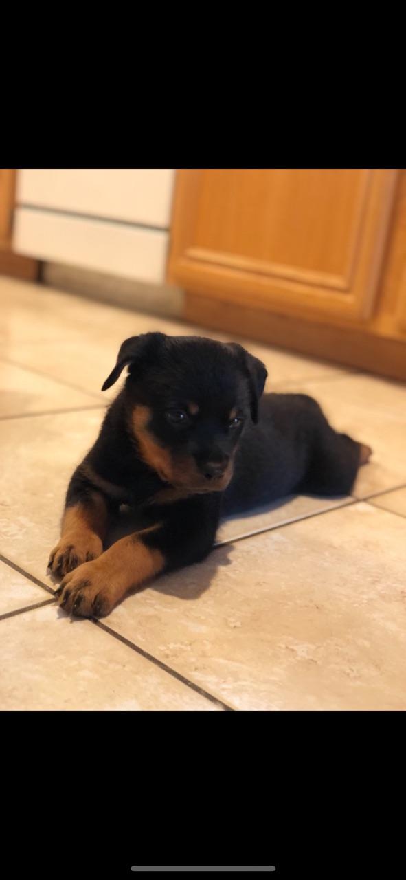 Rottweiler AKC Champion Bloodline Puppies