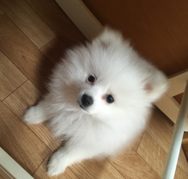 Purebred Pomeranian Puppies. 408-641-7968