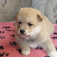 Cute Pomeranian Puppies.