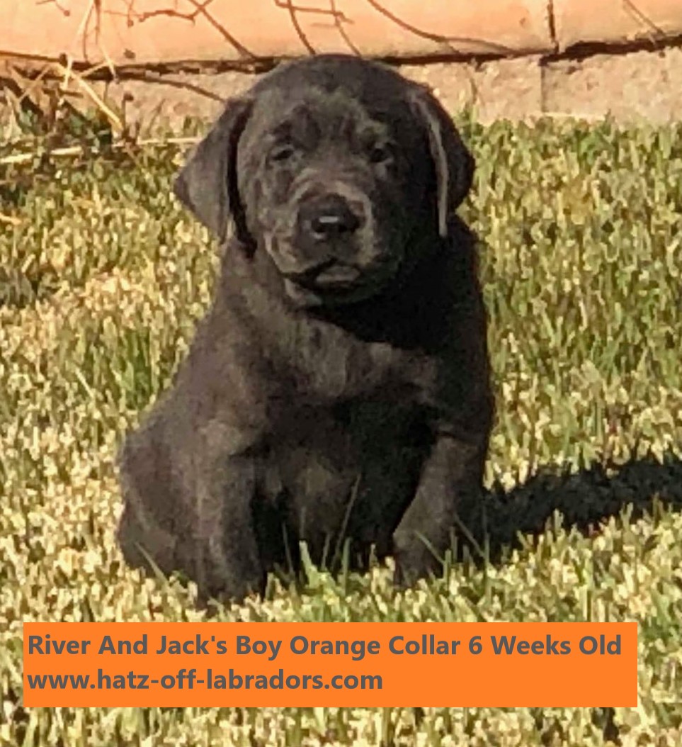 Pennysaver Akc Charcoal Lab Puppies In Riverside California Usa