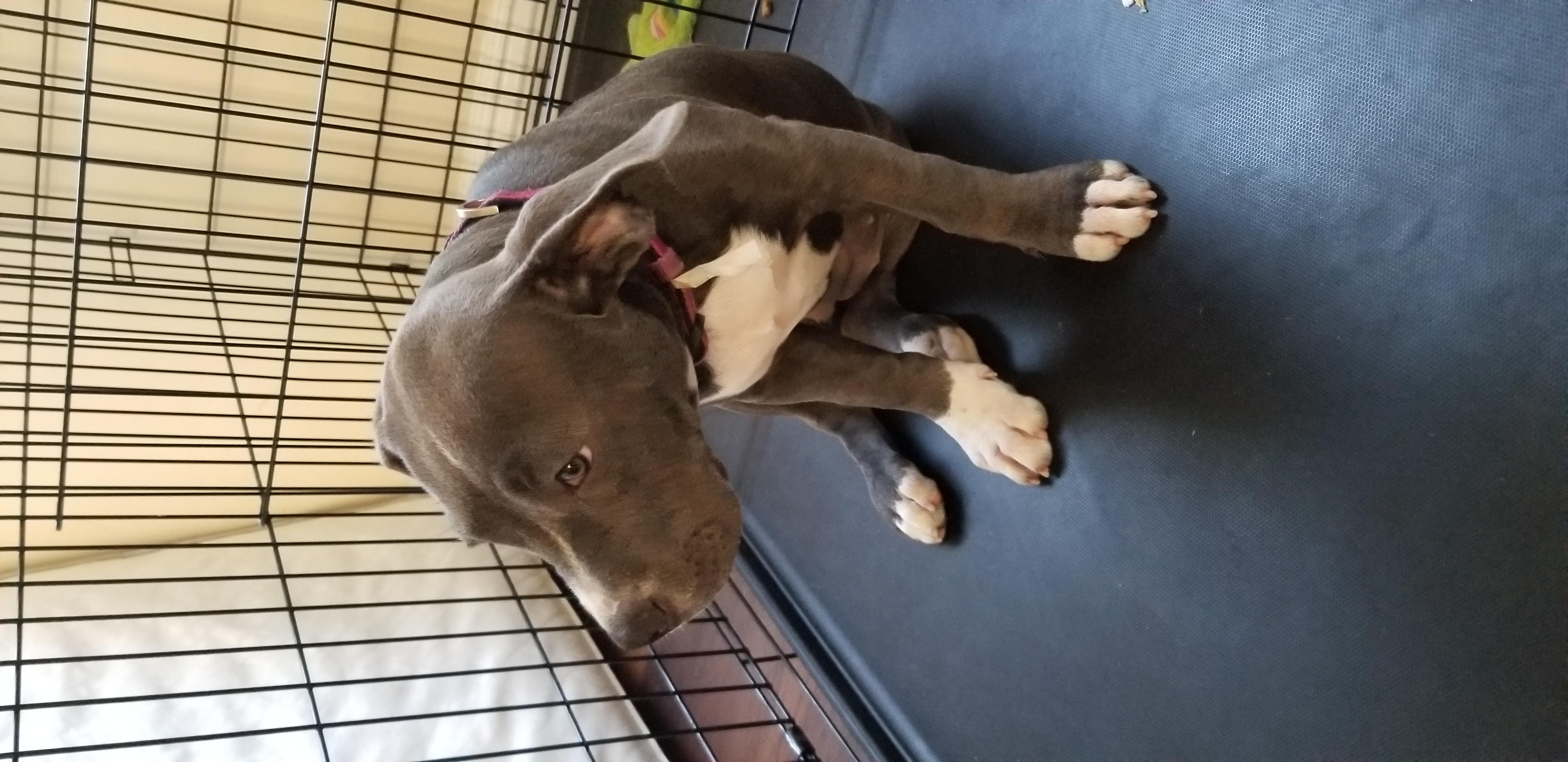 Pennysaver 4 Month Old Female Blue Pitbull Mixed With Cane Corso