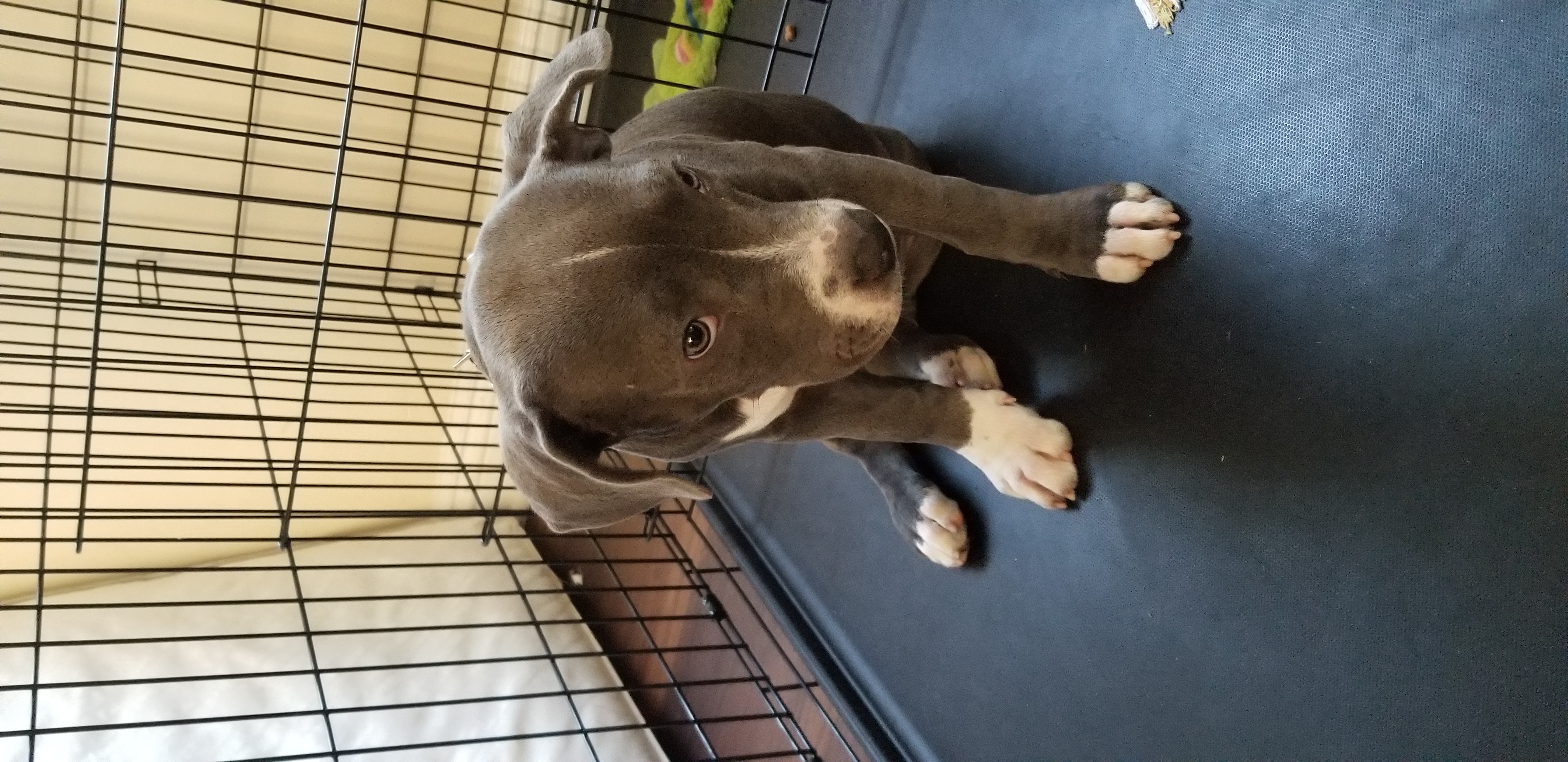Pennysaver 4 Month Old Female Blue Pitbull Mixed With Cane