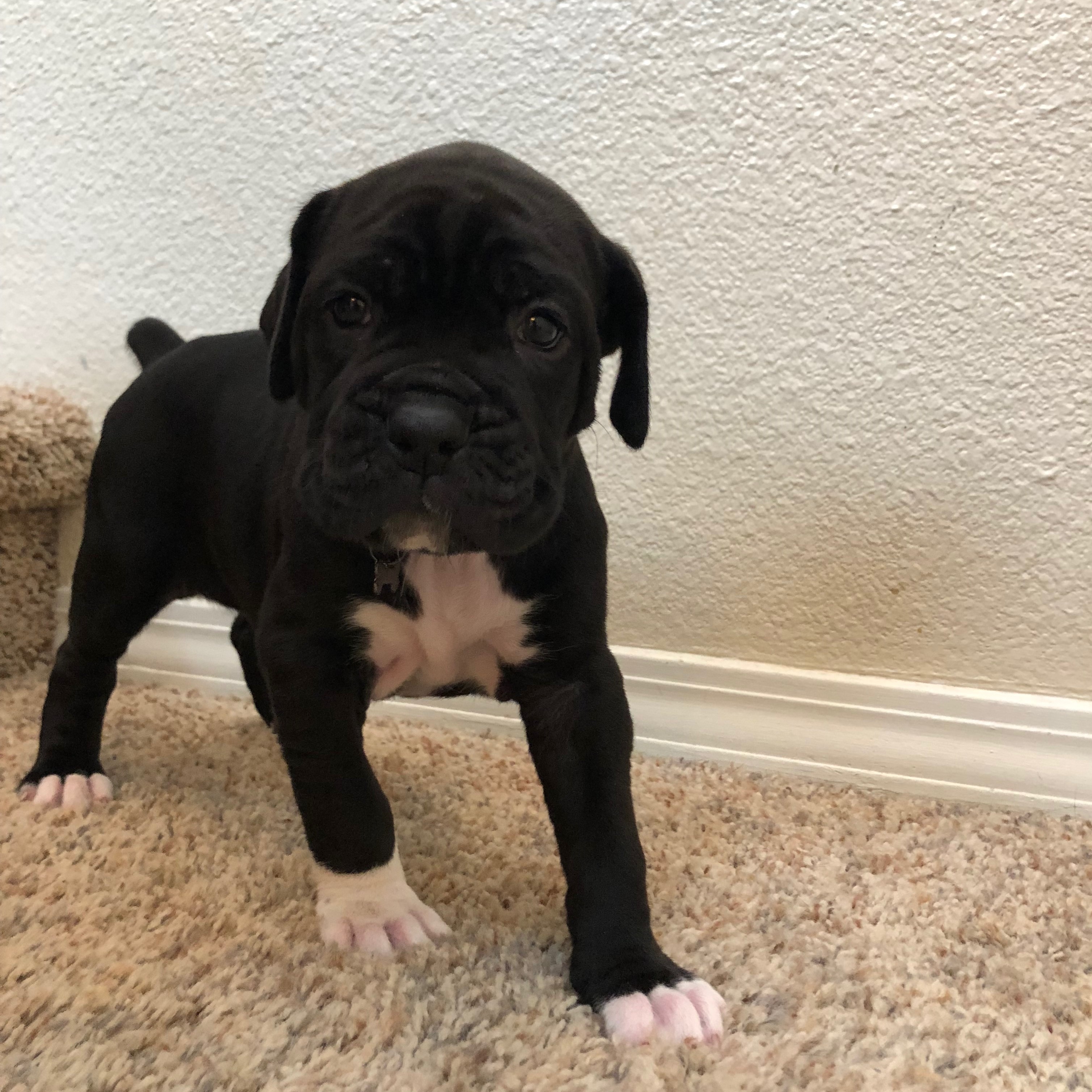 Cane Corxer Puppies
