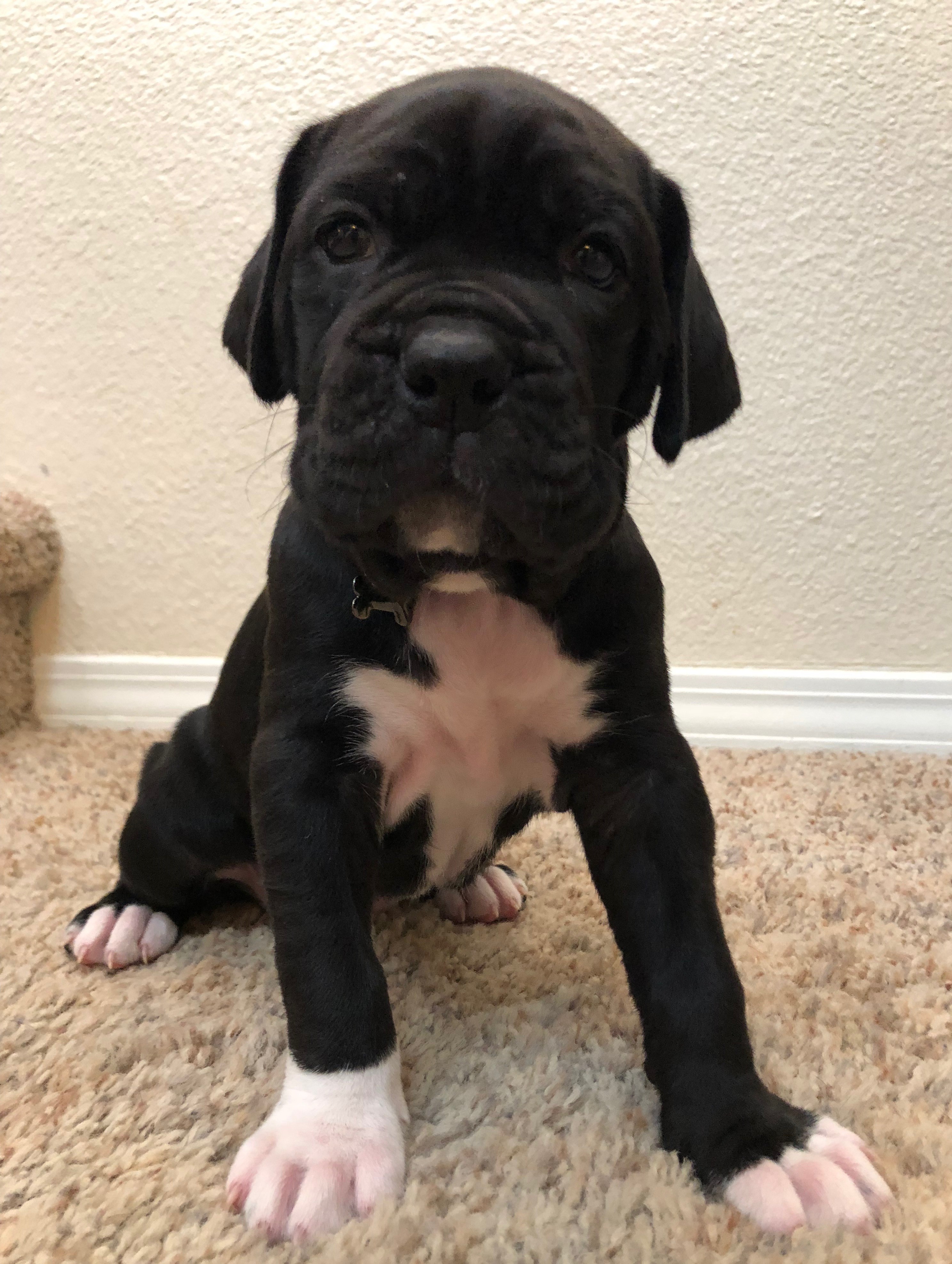 Cane Corxer Puppies