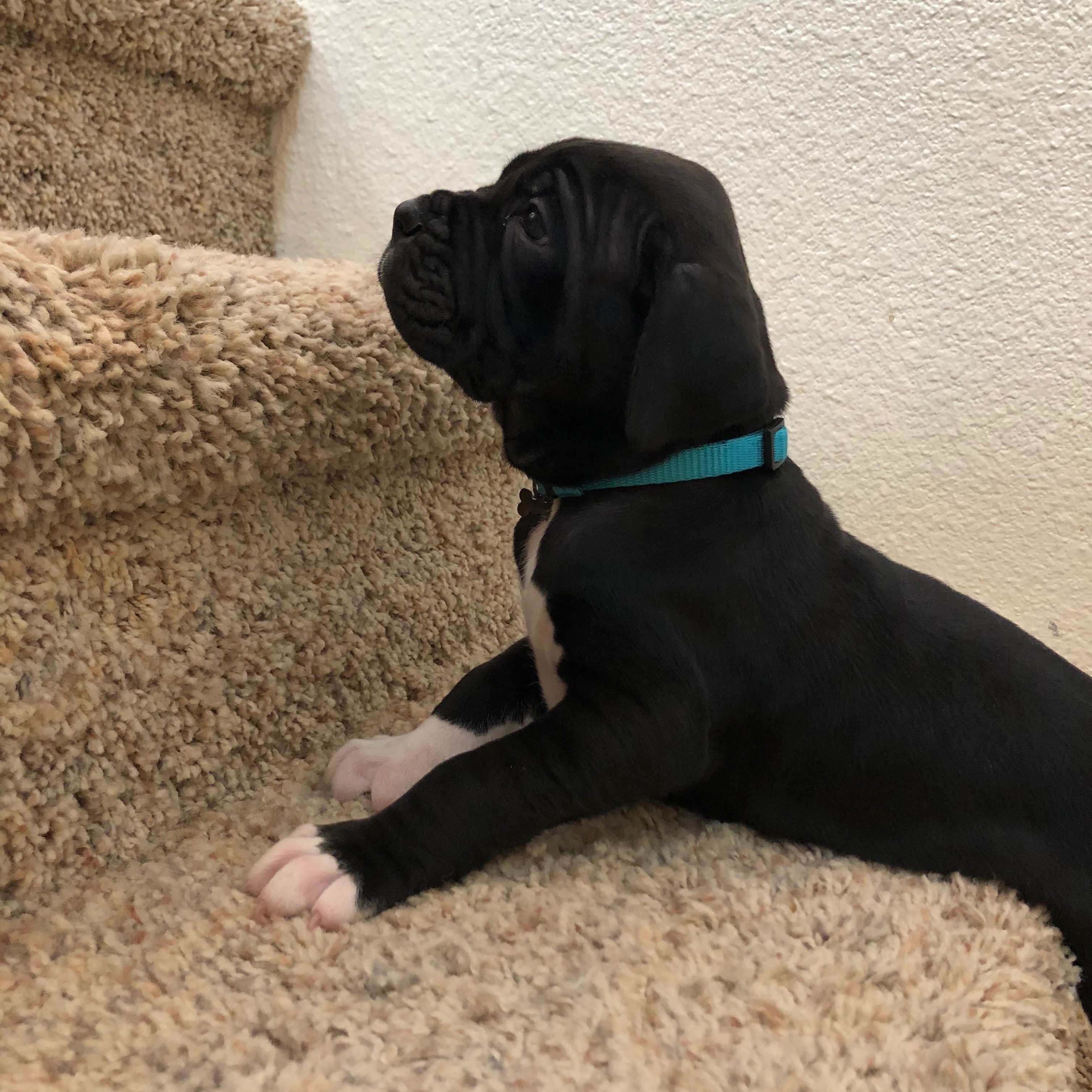 Cane Corxer Puppies