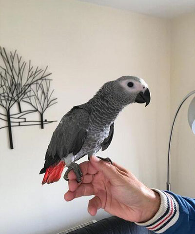 African Grey Parrot Birds For Sale