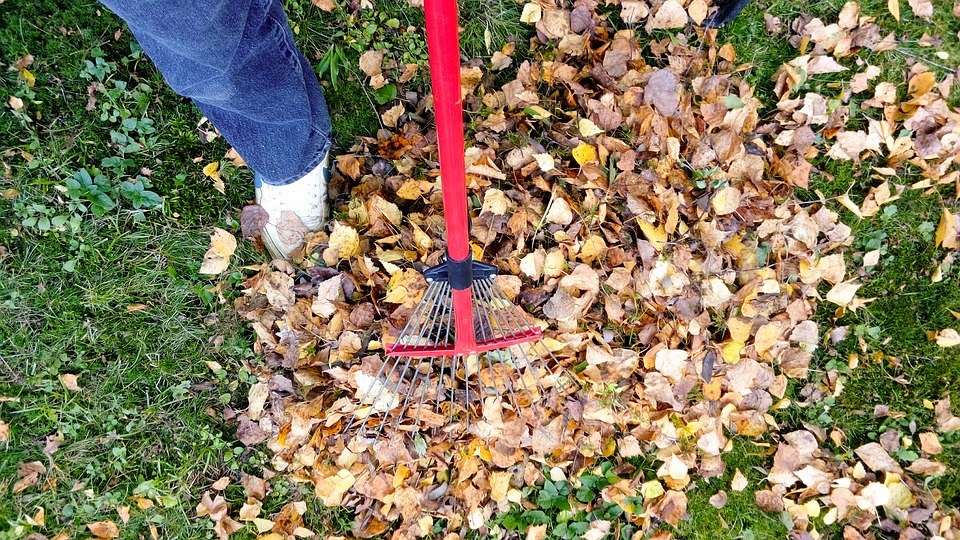 Jackson Tree Trimming