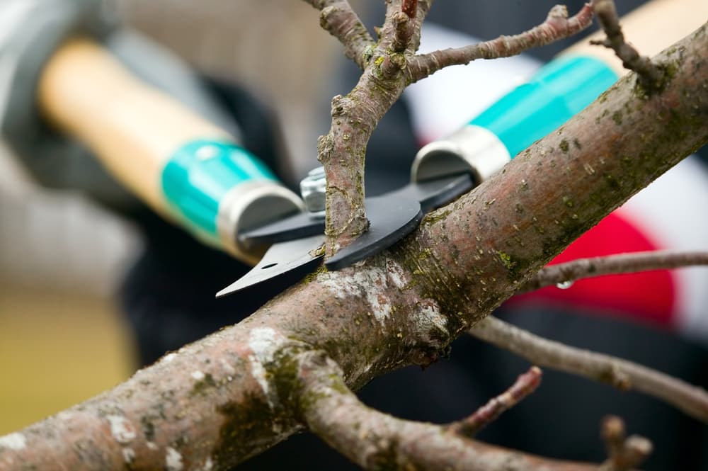 Reliable Tree Services for Homes & Businesses
