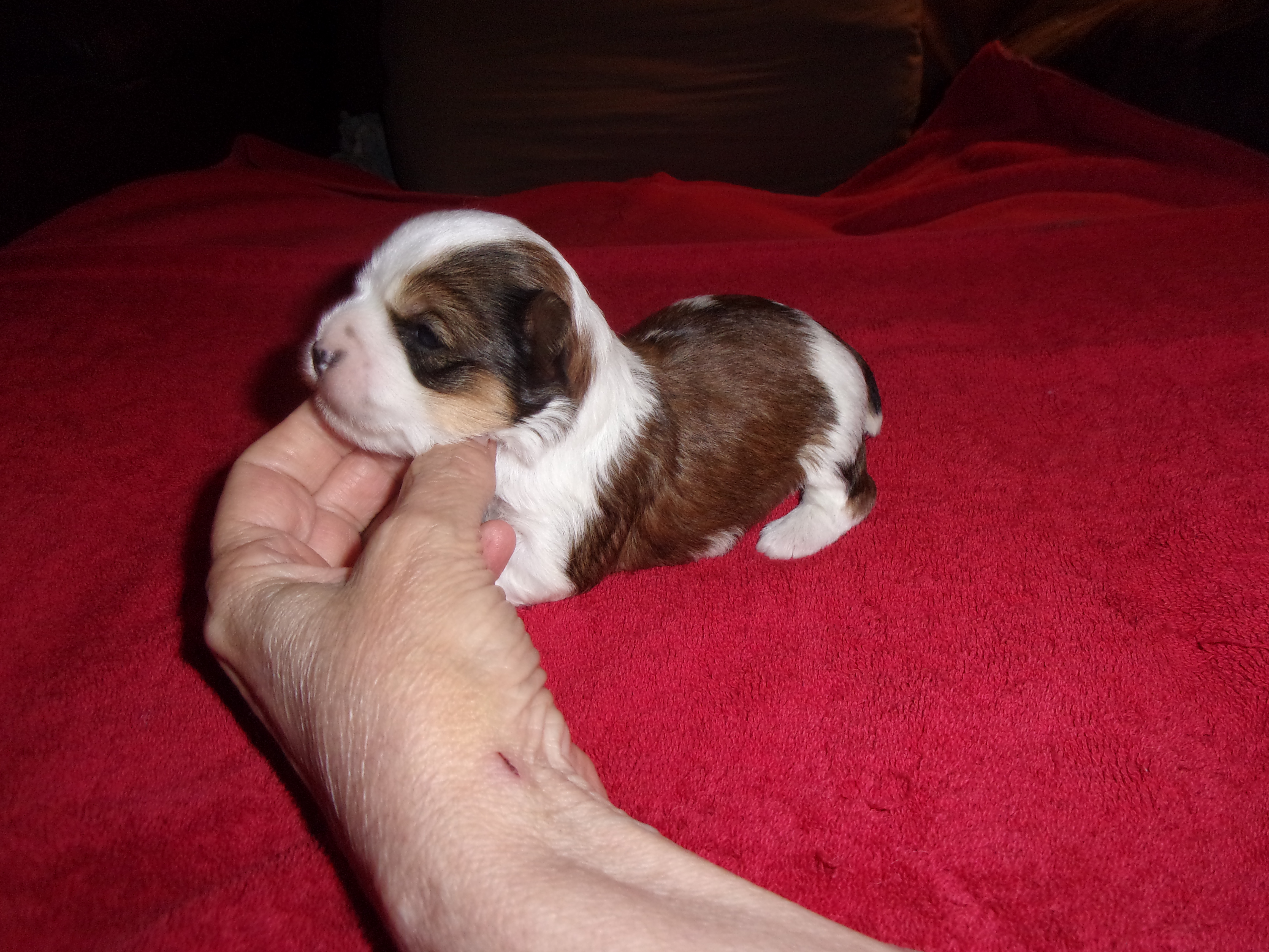 AKC Female Parti Yorkies