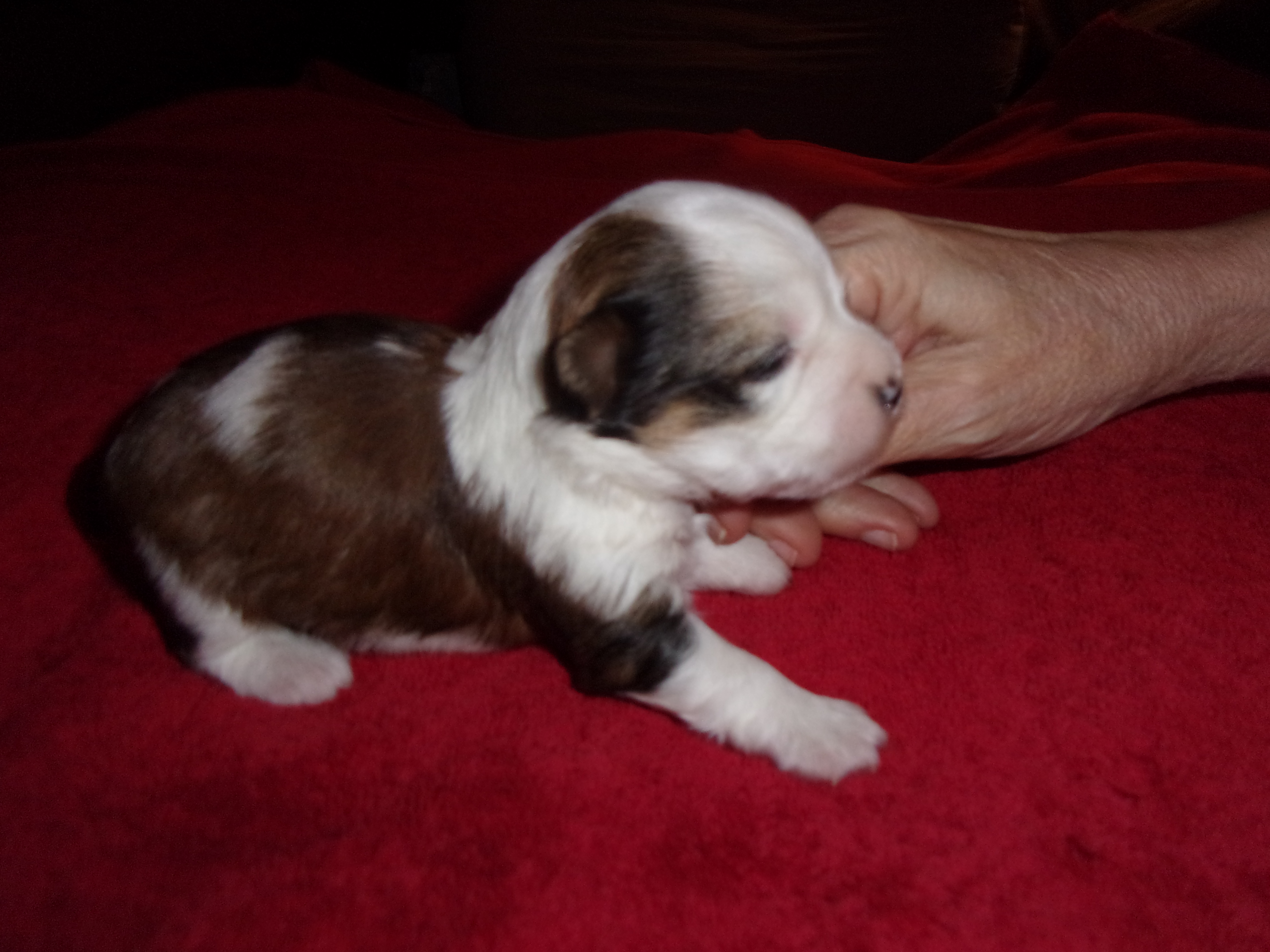 AKC Female Parti Yorkies