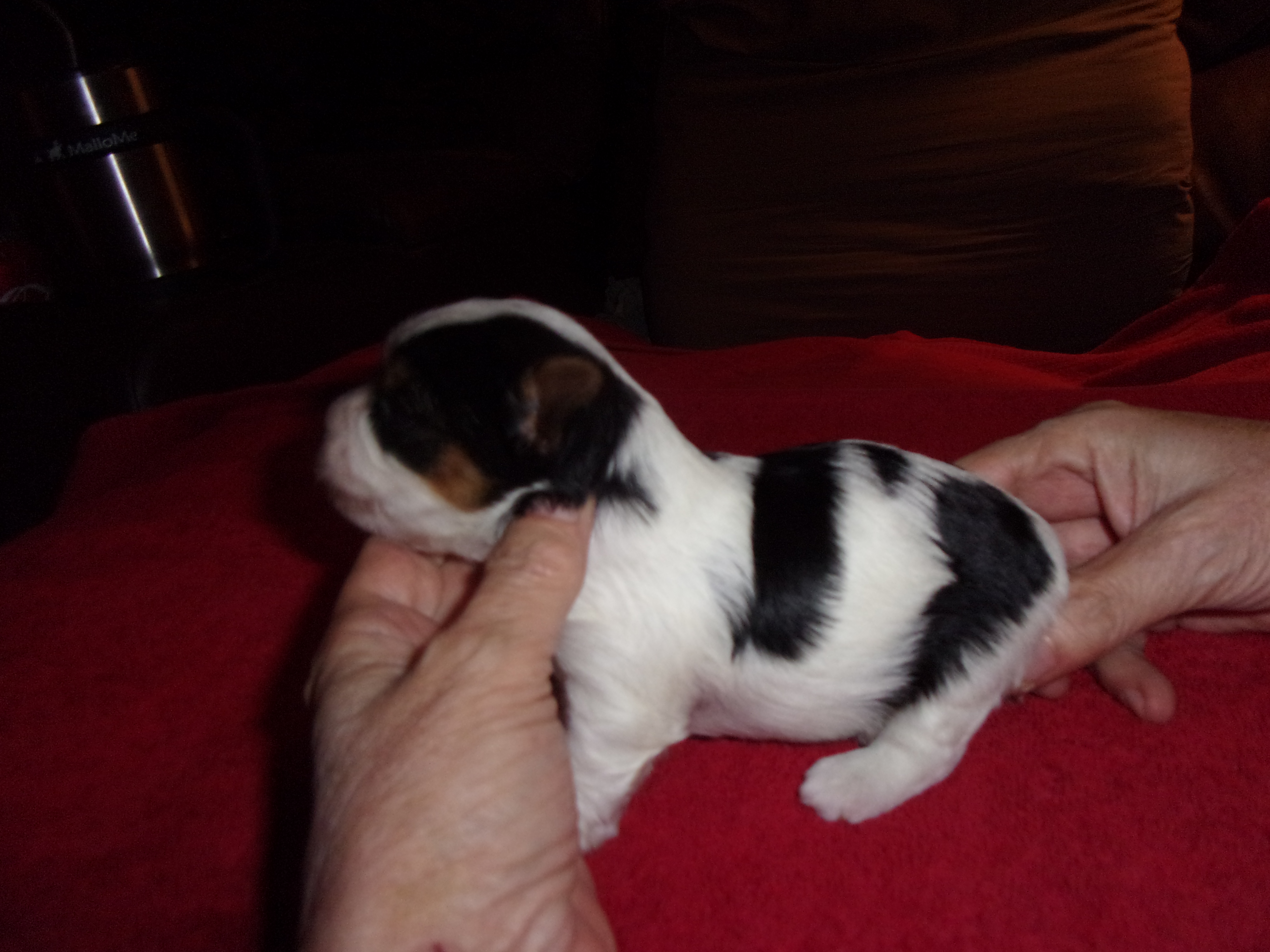 AKC Female Parti Yorkies