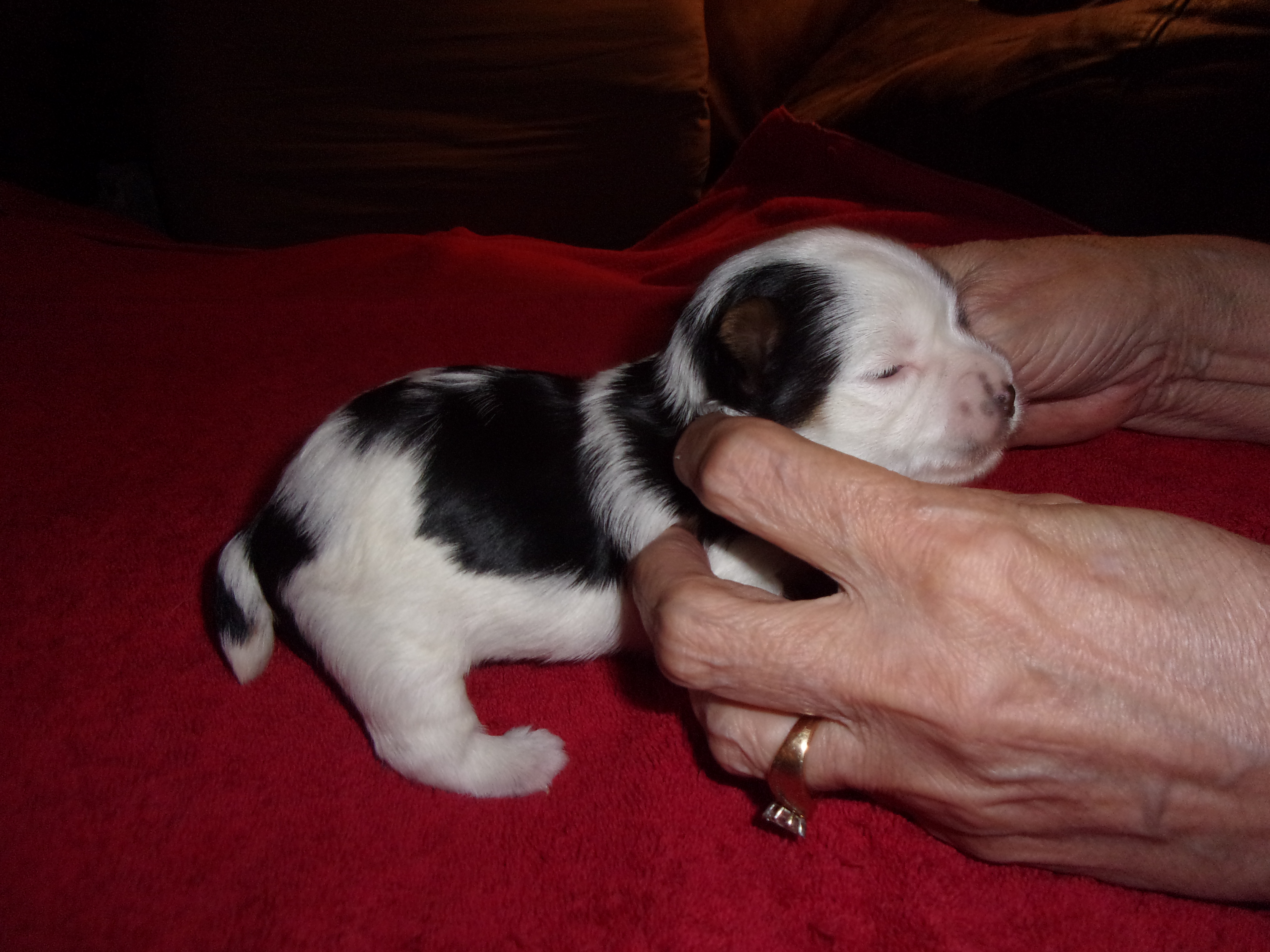 AKC Female Parti Yorkies