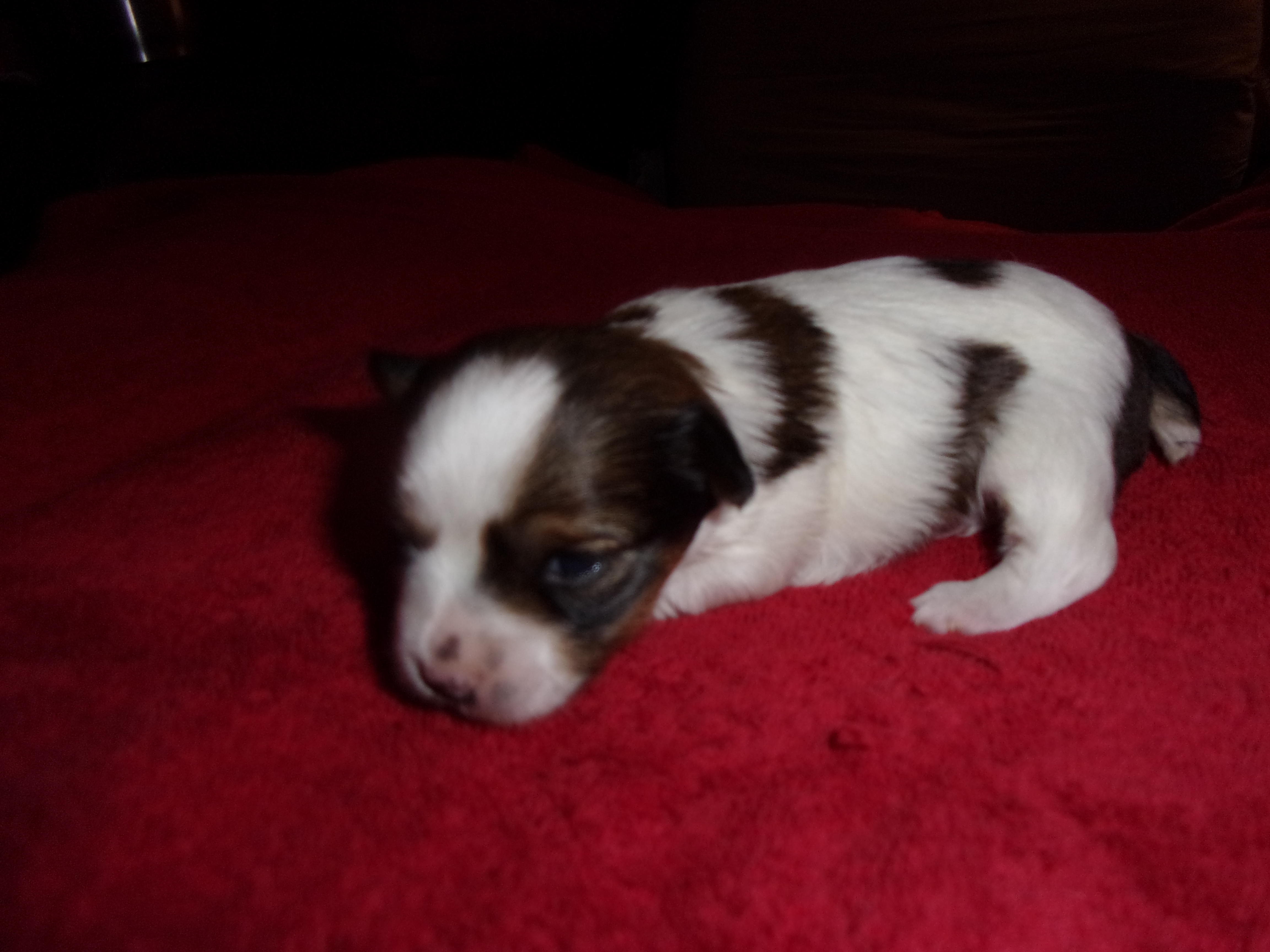 AKC Female Parti Yorkies