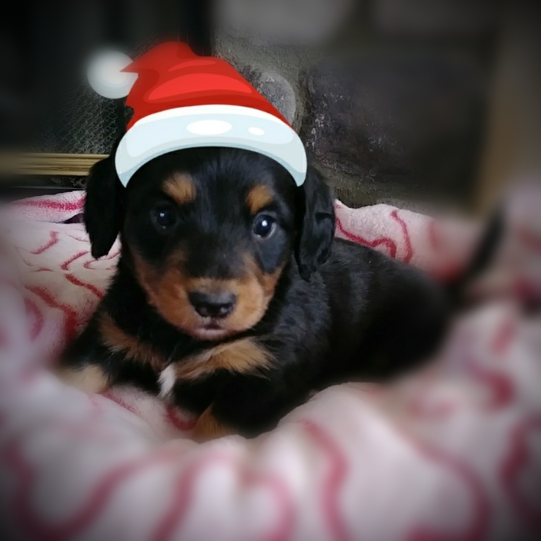 Pennysaver Dachshund Puppies Long And Short Hair In San