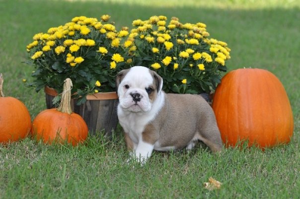 English Bulldog Puppies available