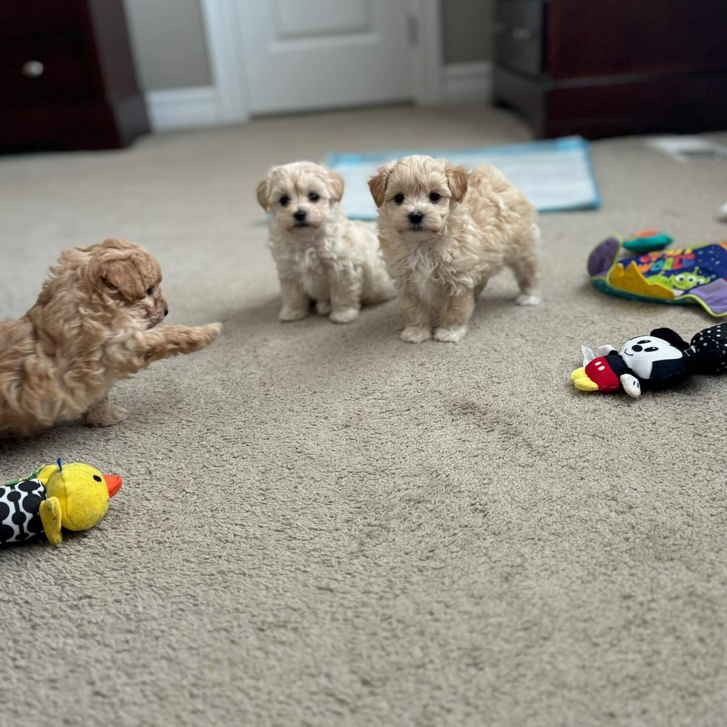 Amazing Maltipoo Puppies for sale