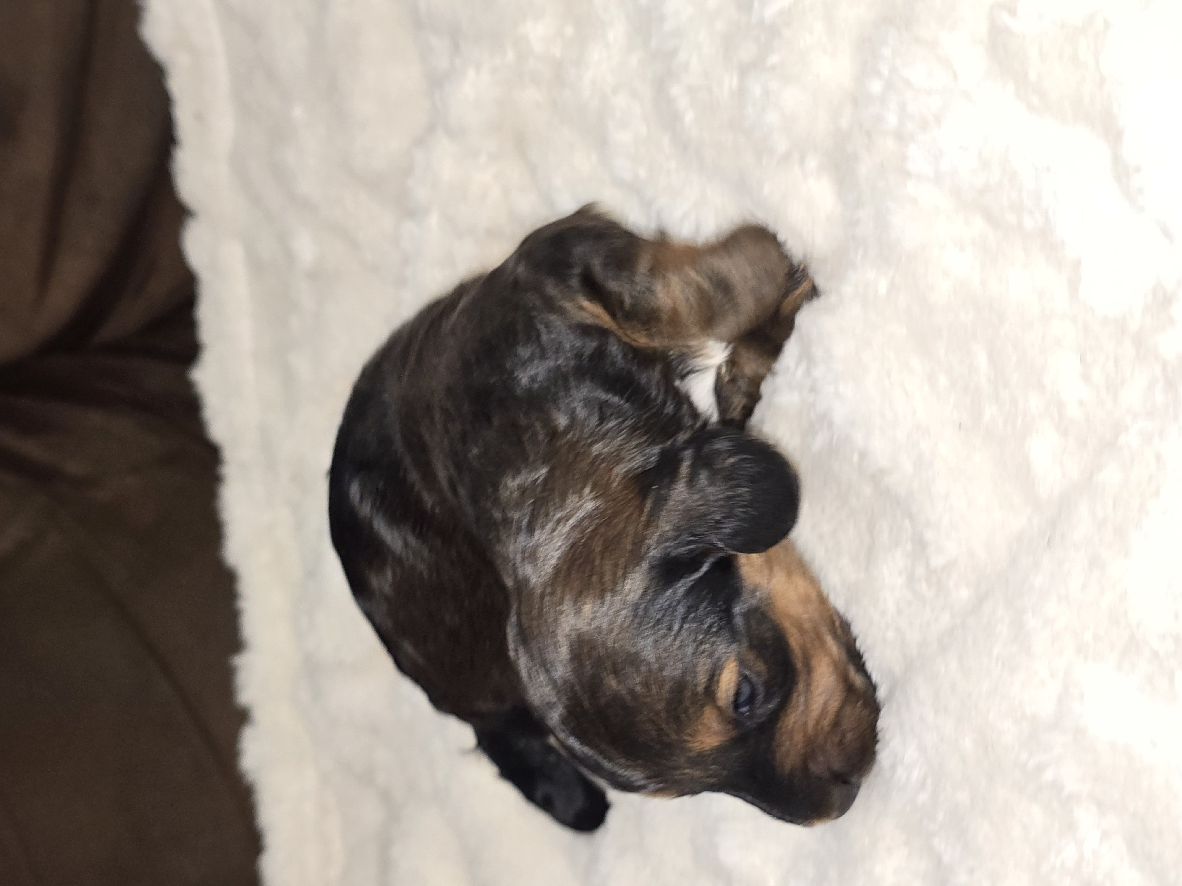 Miniature Dachshund Puppies