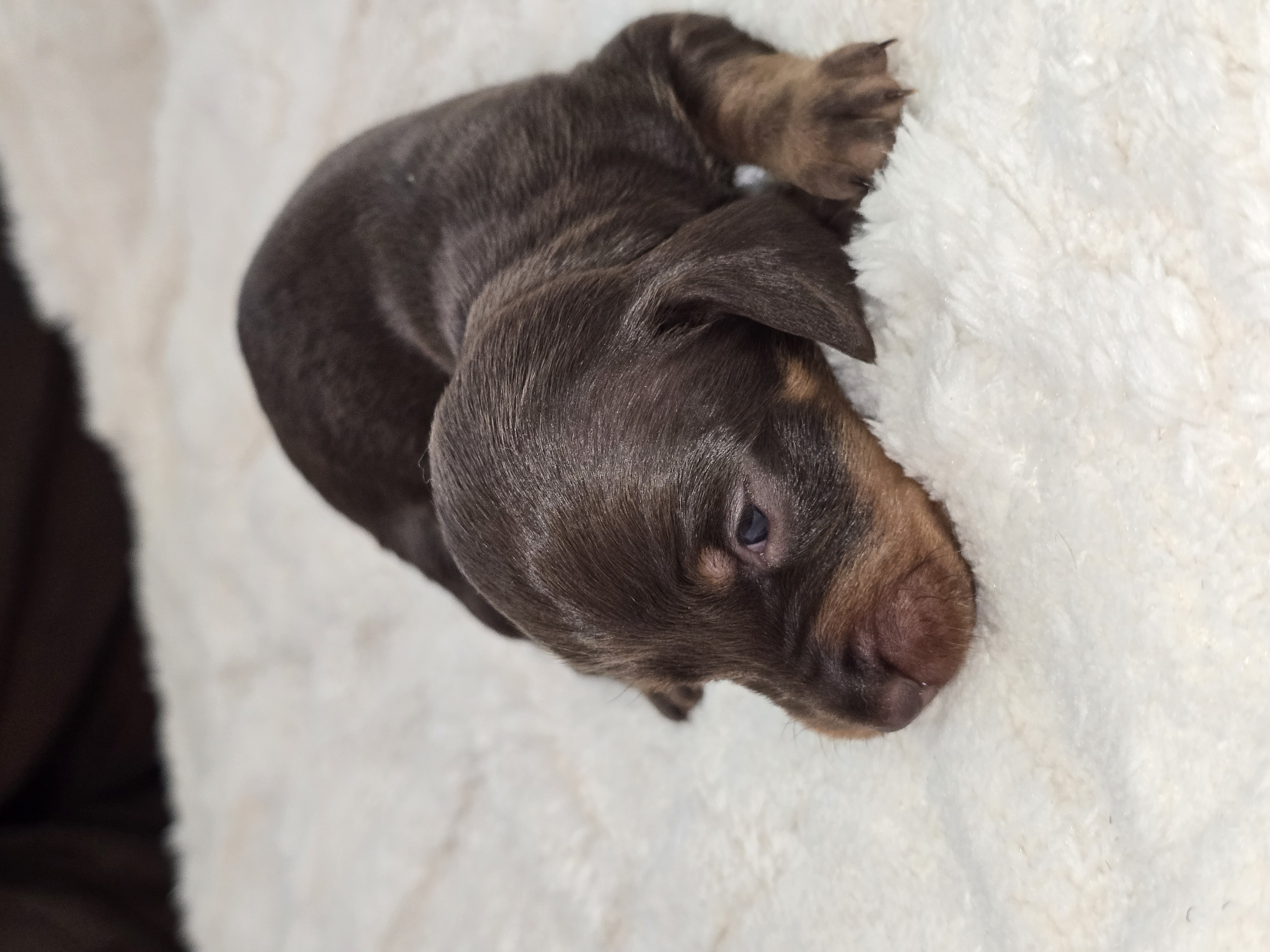 Miniature Dachshund Puppies