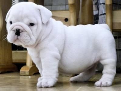 Adorable Male and Female puppies