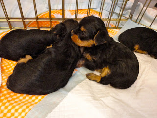# # ??? Quality Teacup Yorkies Puppies:....contact us at (76102vivian@gmail.com)