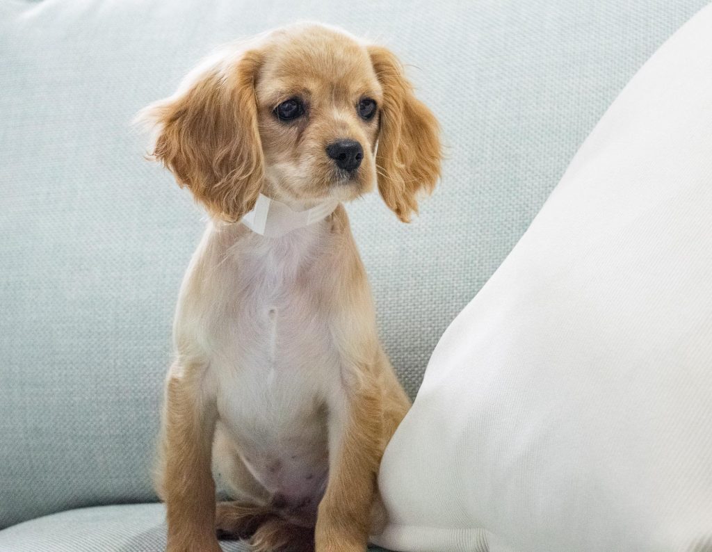 Cavalier King Charles Spaniel Mix Petfinder