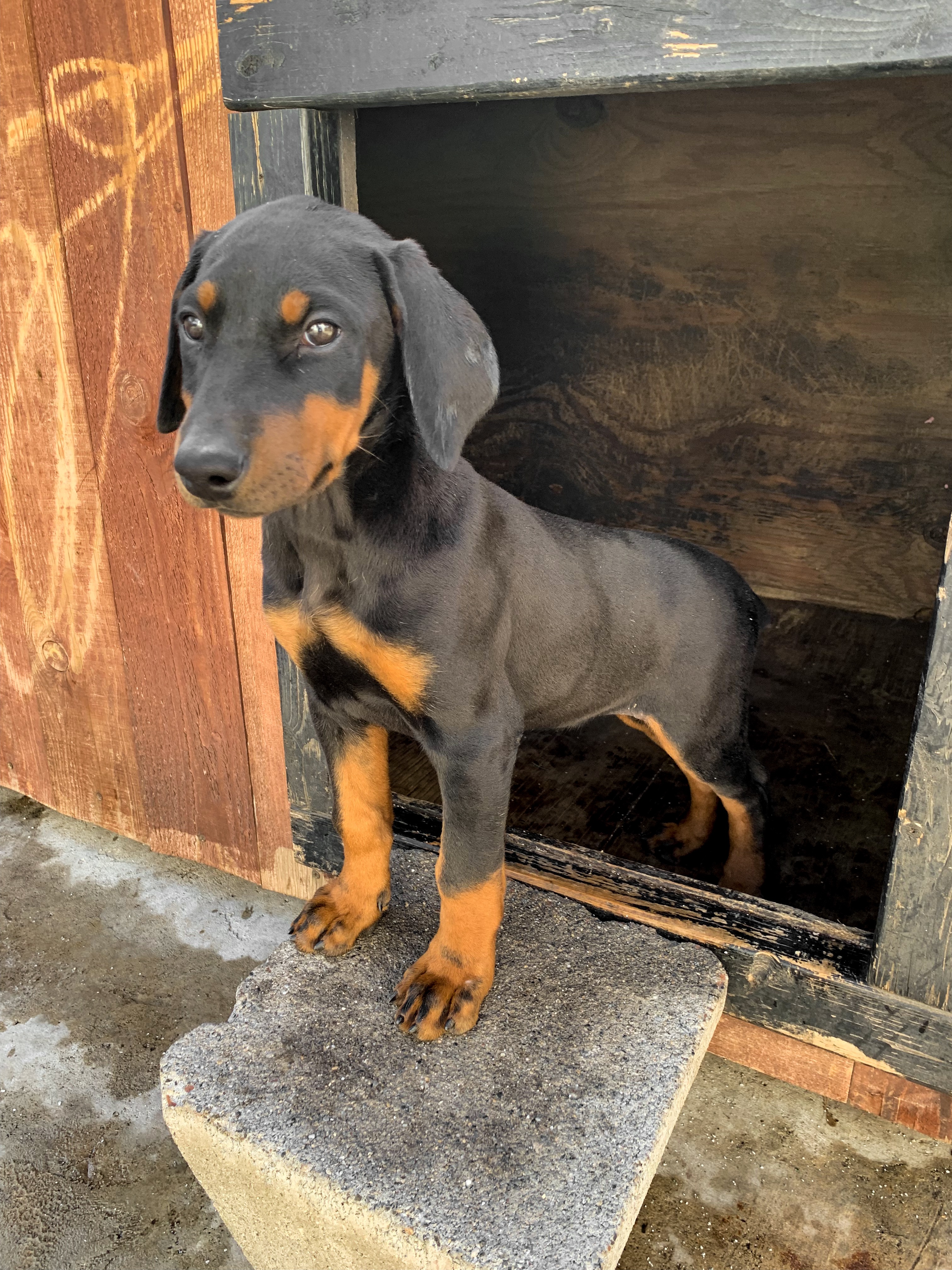 PennySaver | Female Doberman Puppy in Los Angeles ...