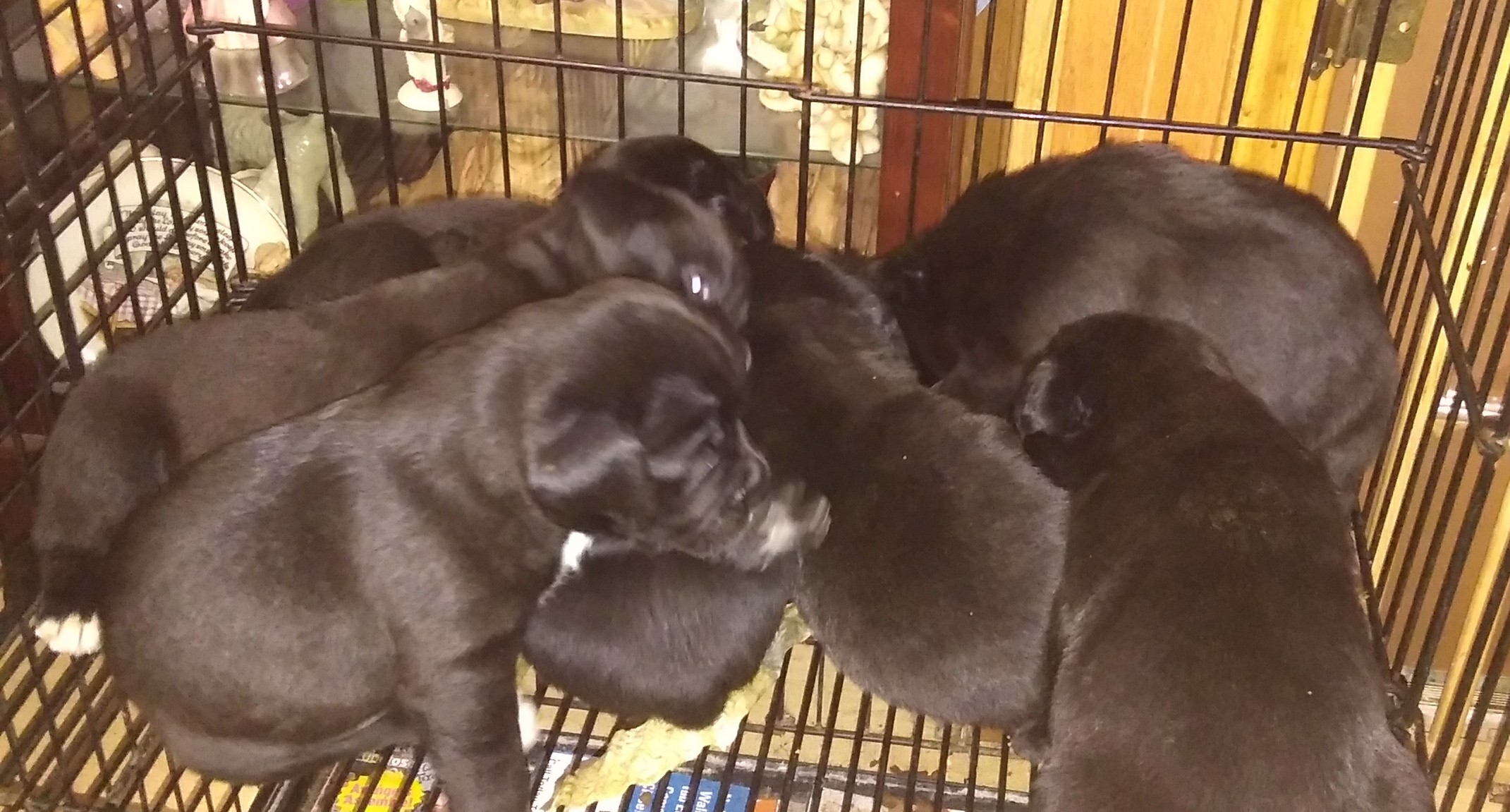 pennysaver blue nose pitbull puppies