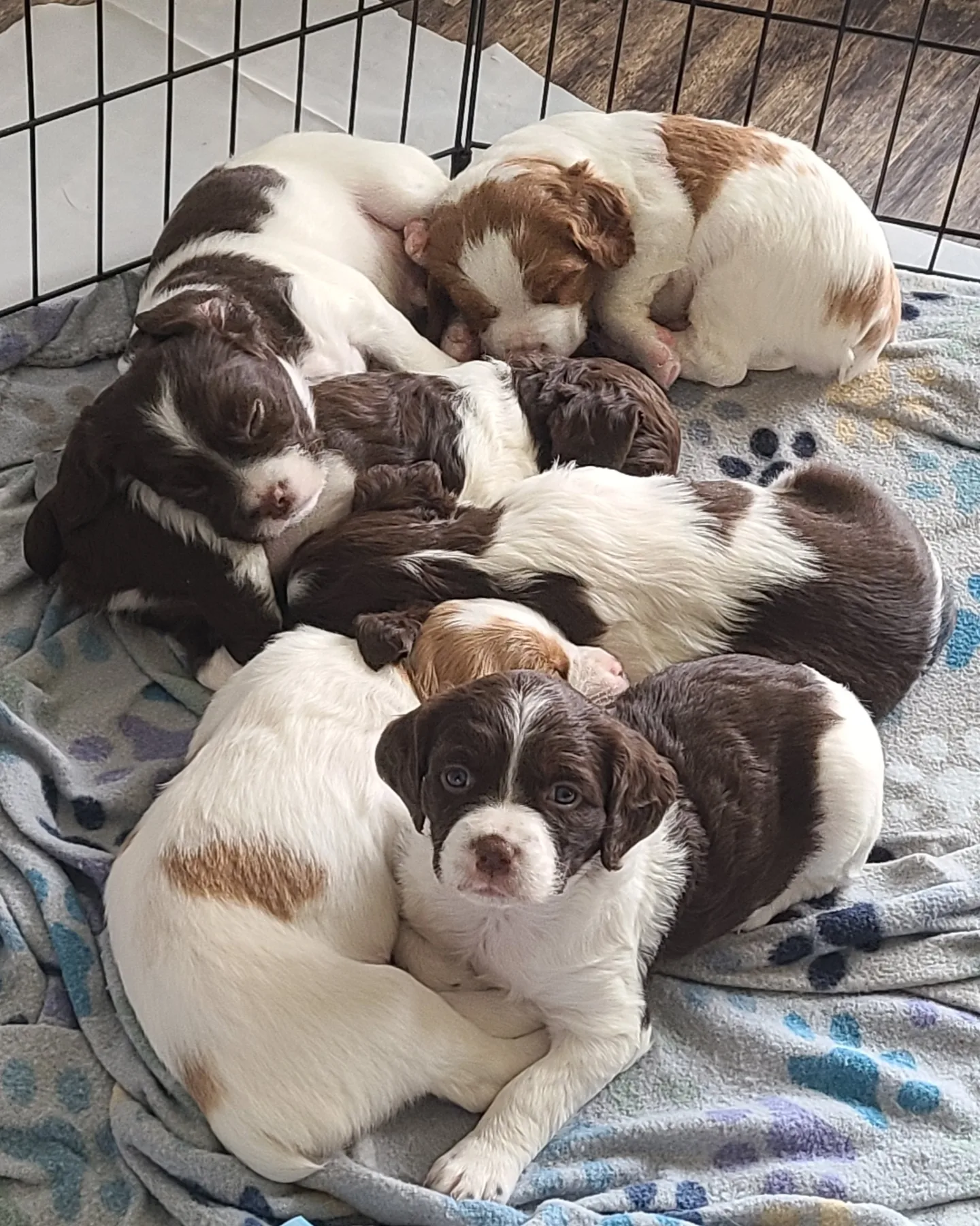 Brittany Spaniel Puppies For Sale