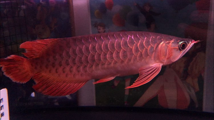 Arowana for sale | Arowana fish for sale