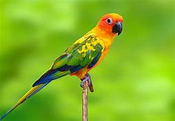 Lost Exotic Bird $1,000 Reward