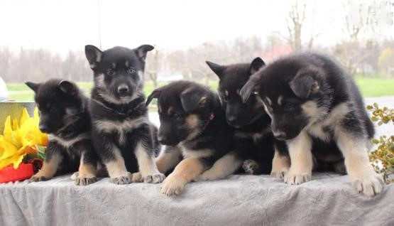 German Shepherd Puppirs