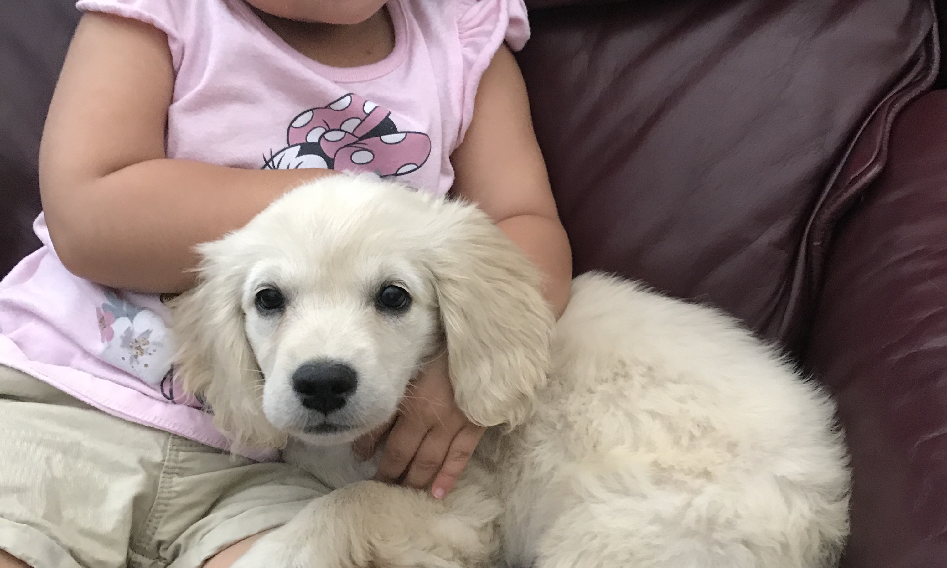 Pennysaver Miniature Golden Retriever 11 Weeks Old In Los Angeles California Usa
