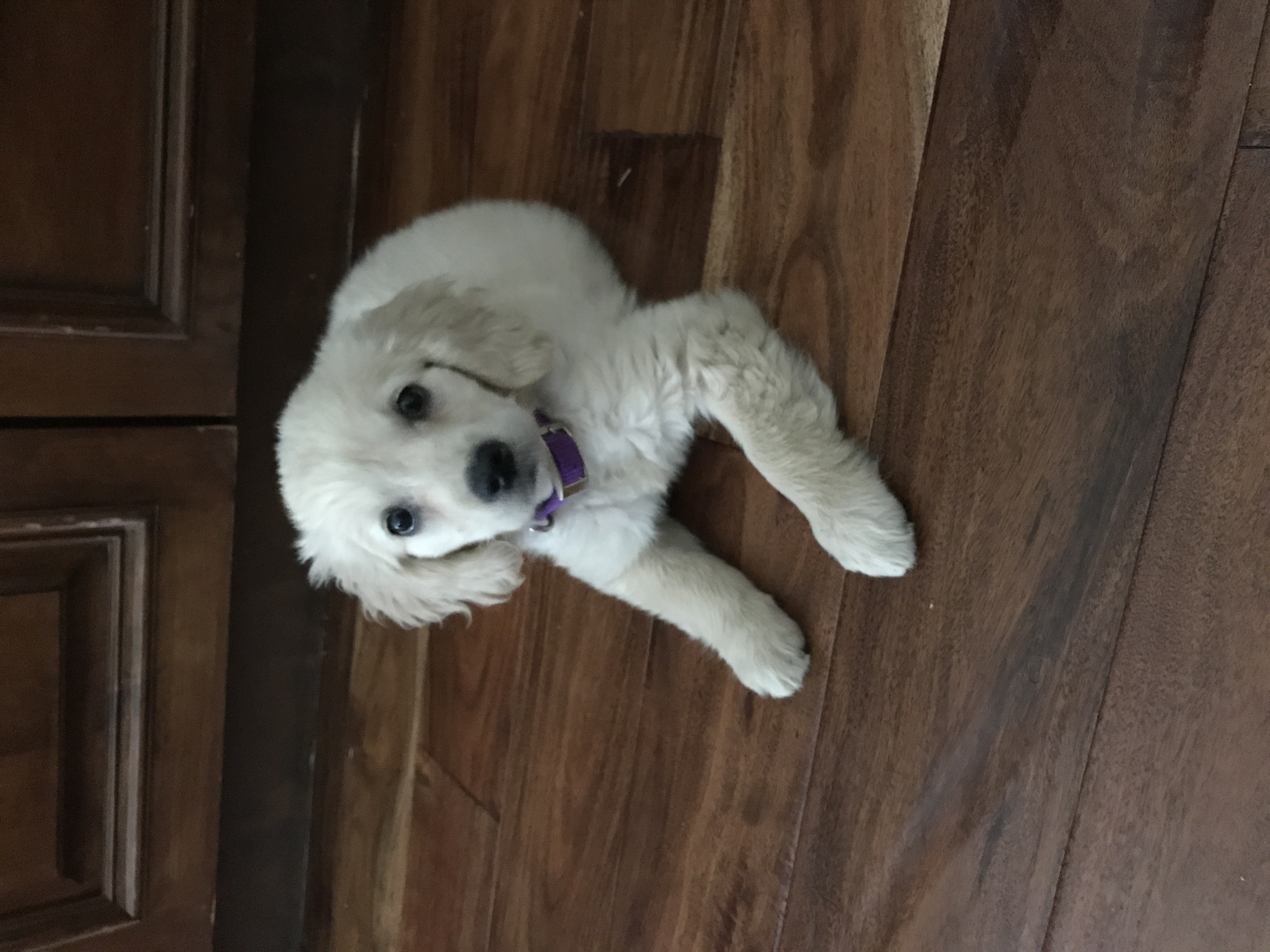 Miniature Golden Retriever 11 weeks old
