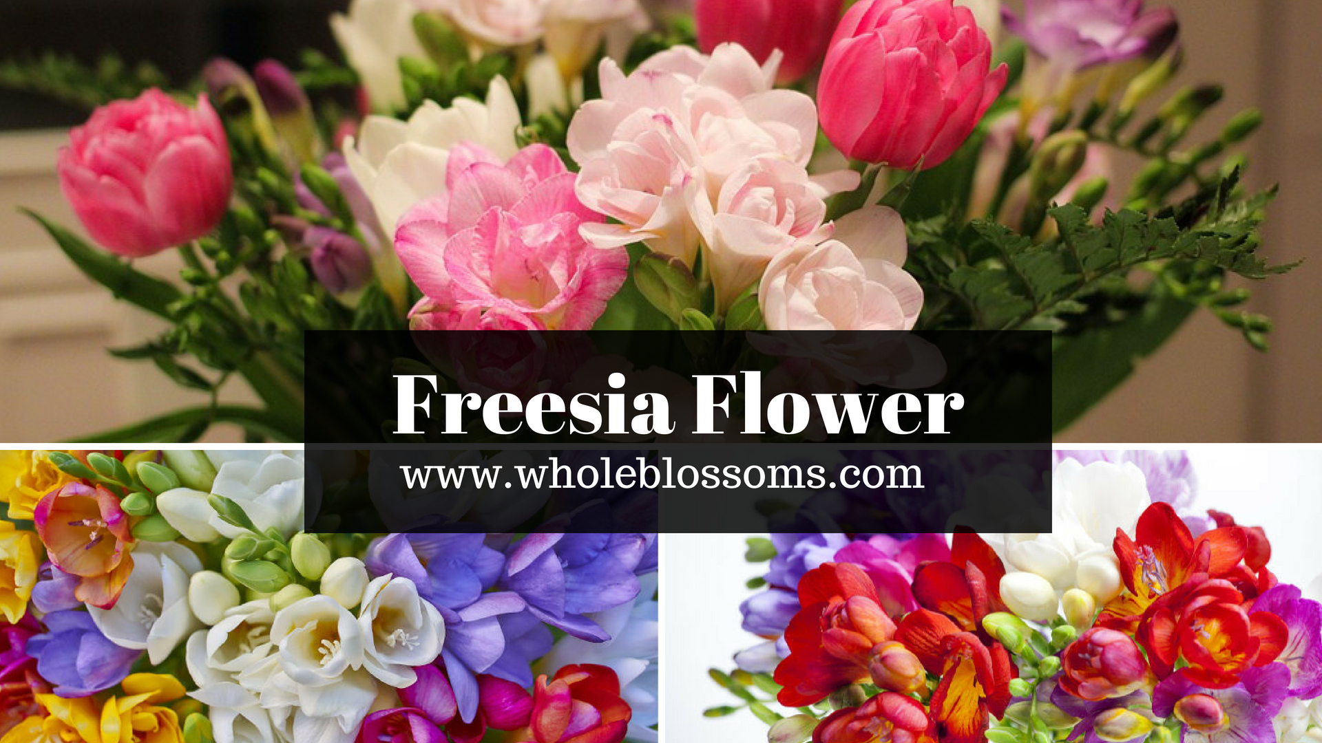 Looking to Buy Fresh Freesia Flower in Wholesale?
