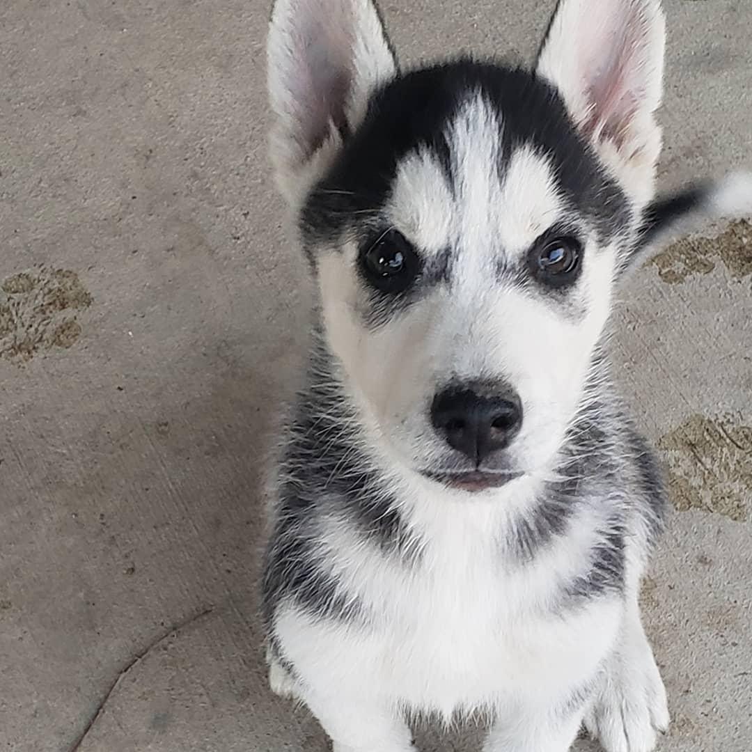 Husky Puppies