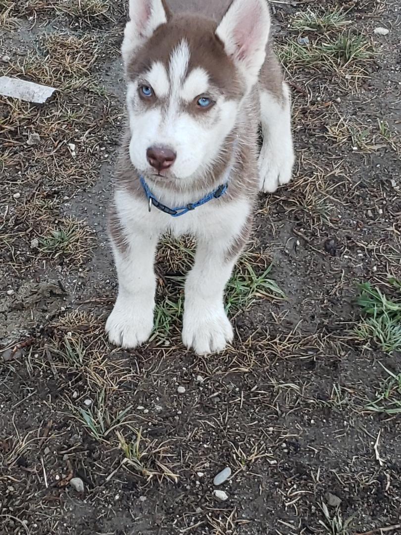 Husky Puppies