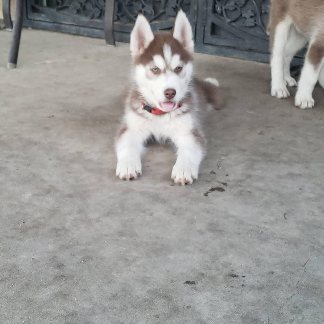 Husky Puppies