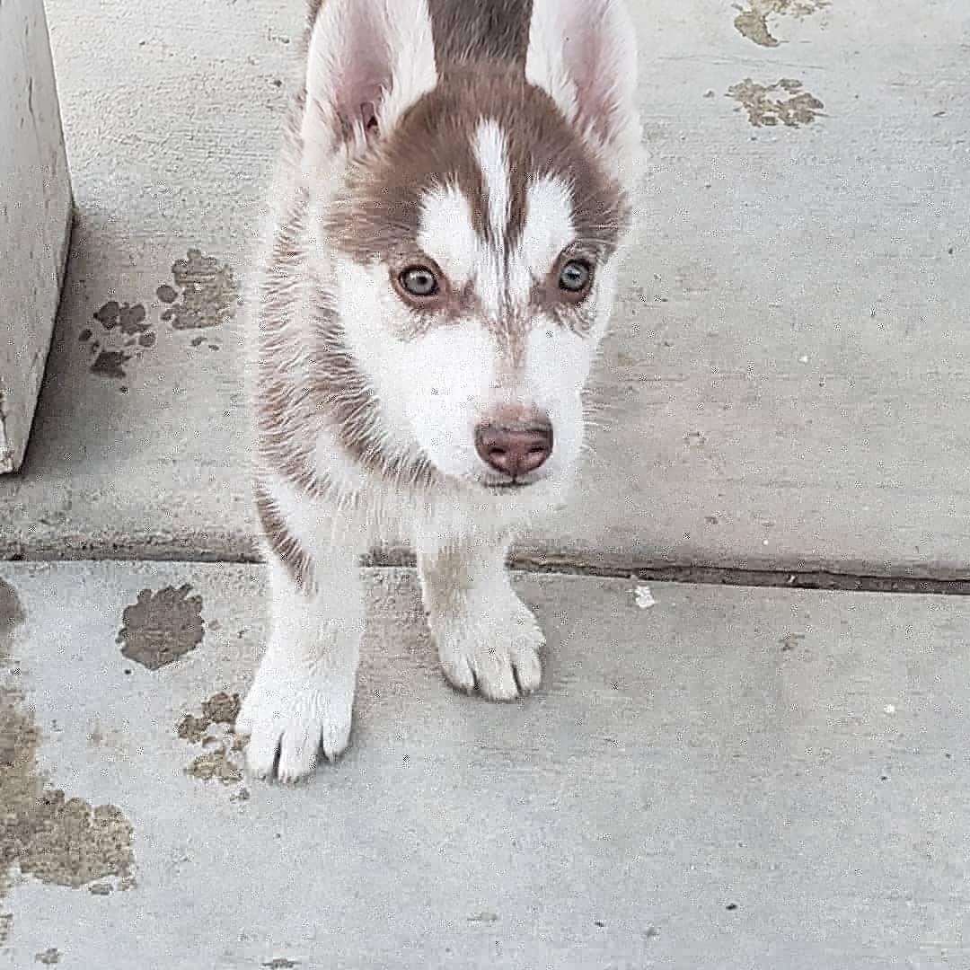 Husky Puppies