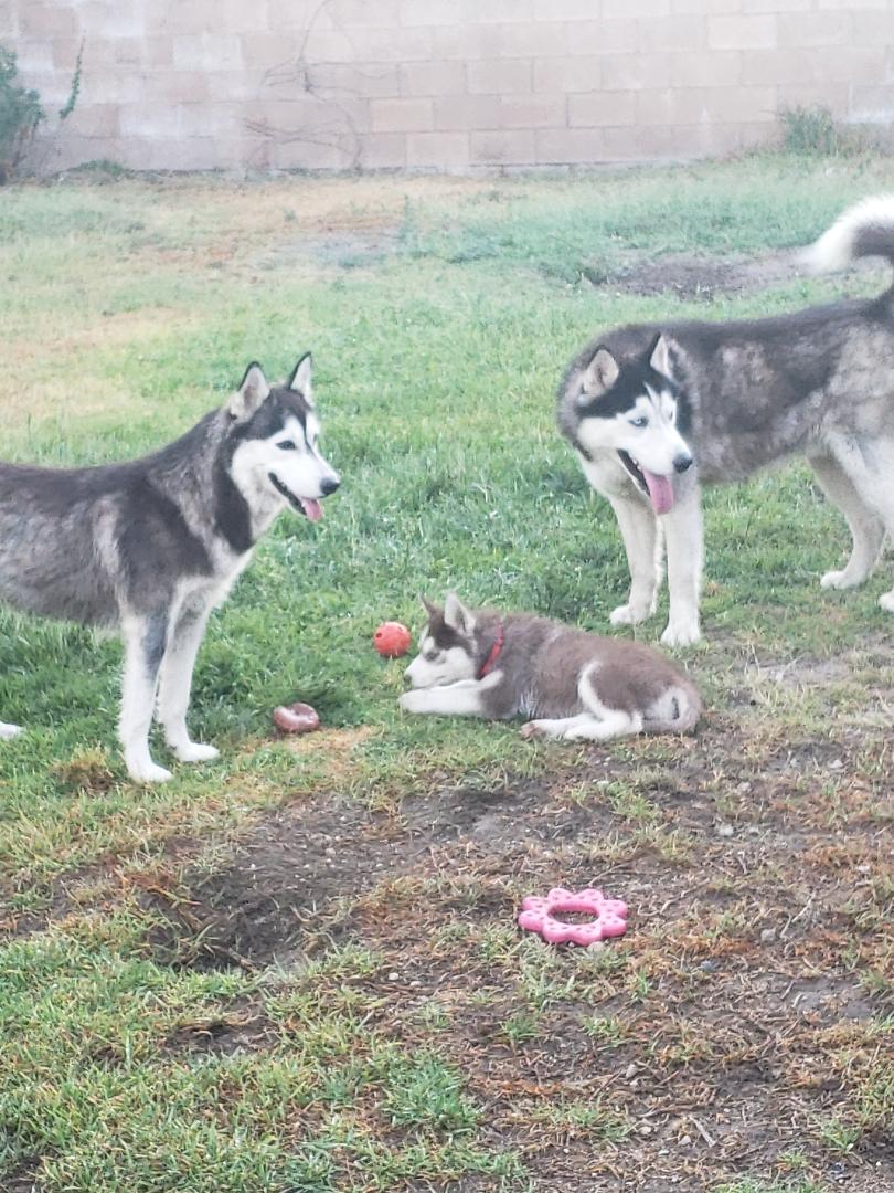 Husky Puppies