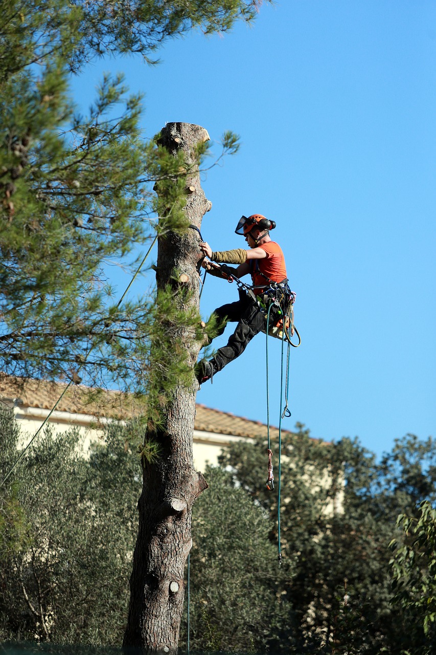 Pro Tree Service of Savannah