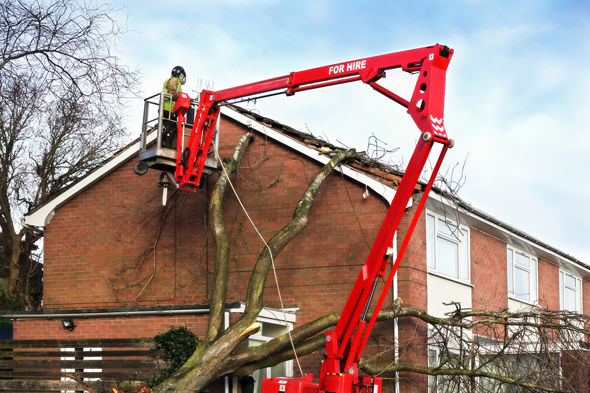 Pro Tree Service of Savannah