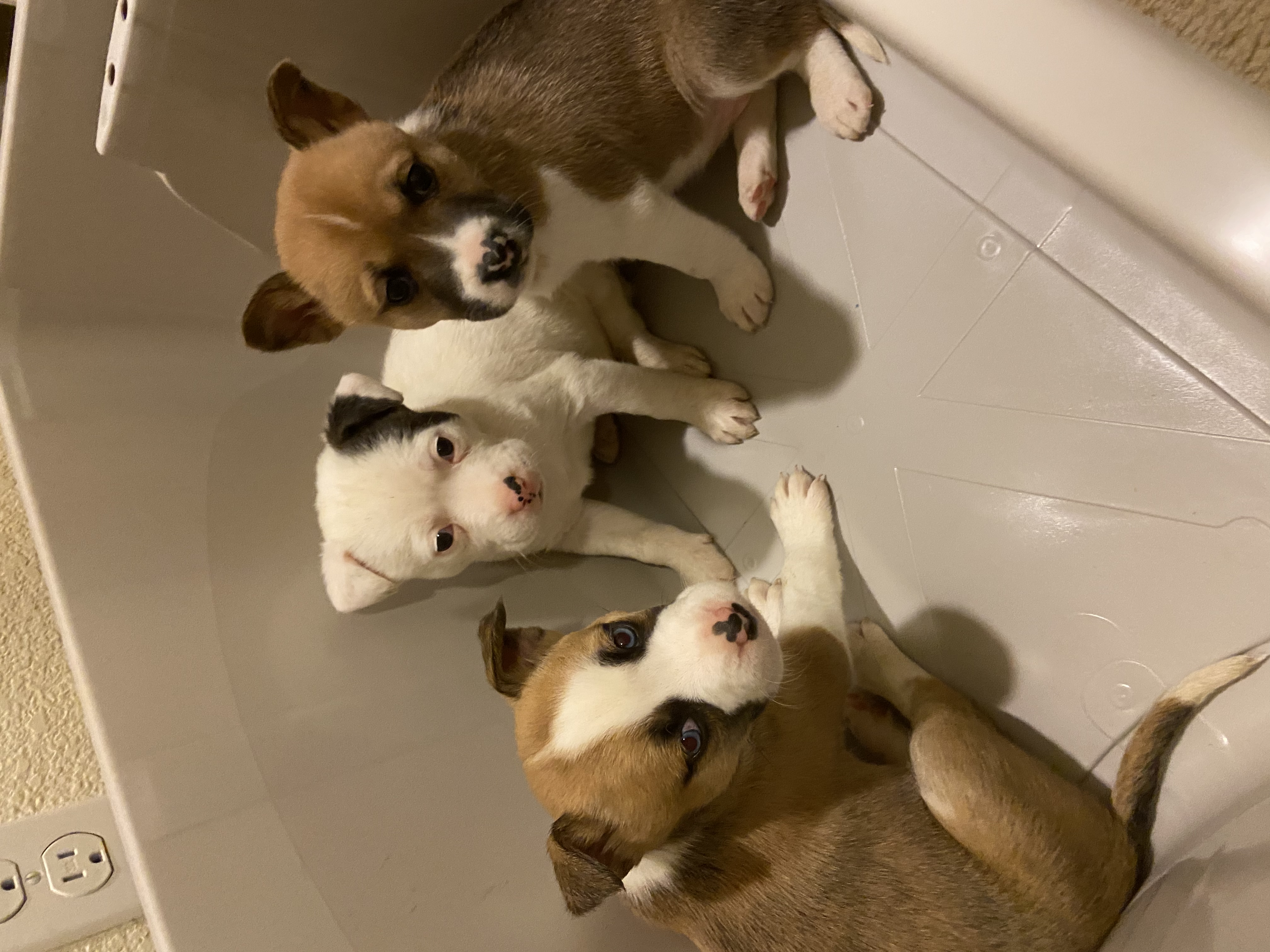 Husky pitbull mix