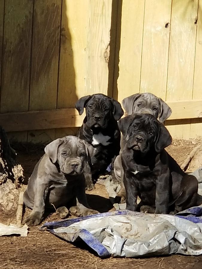 Pennysaver Iccf Akc Cane Corso Puppies Available Now In Cook Illinois Usa