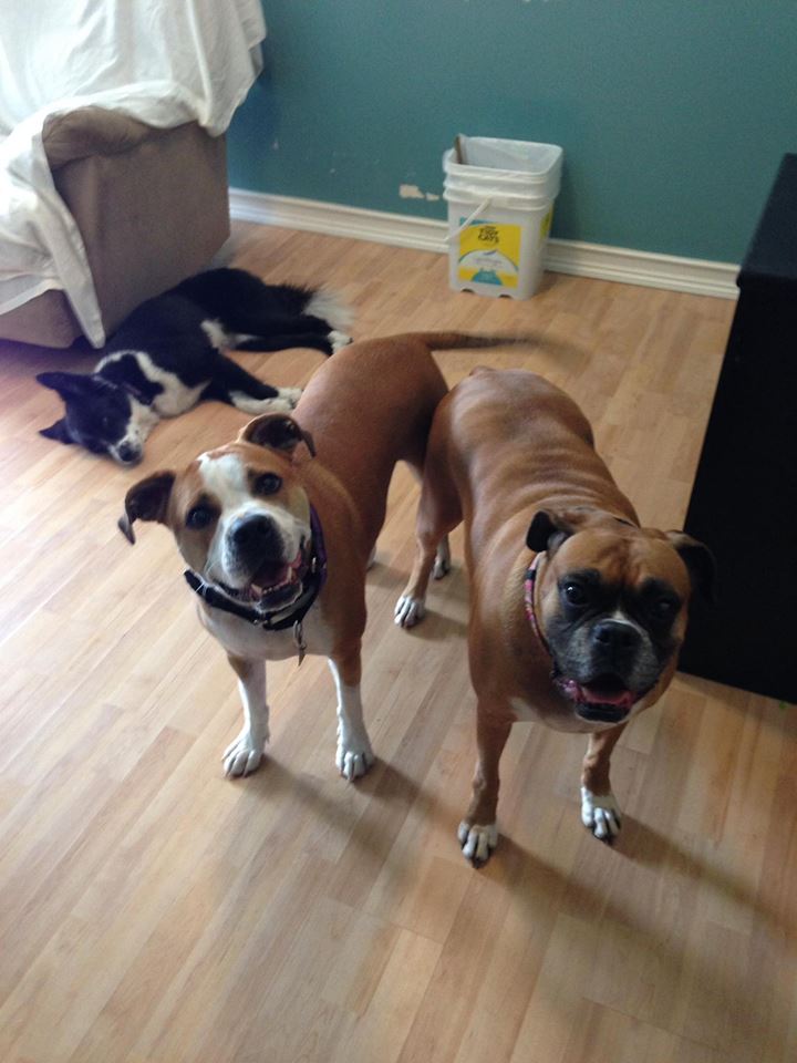 KENNEL FREE boarding & doggie daycare